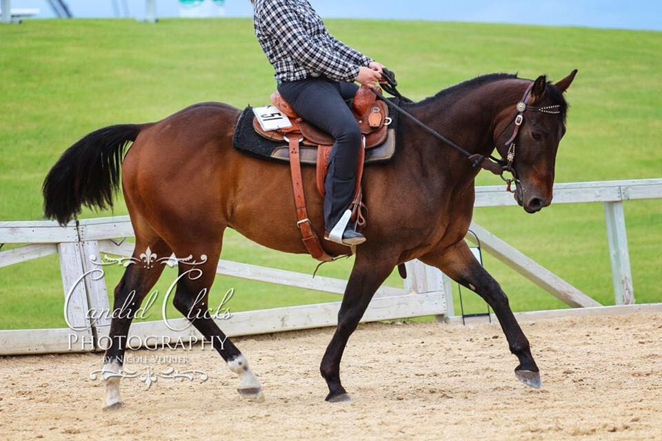 Hi Point Horsemanship | 42 Dacotah Rd, Dacotah, MB R4K 1C1, Canada | Phone: (204) 995-0048