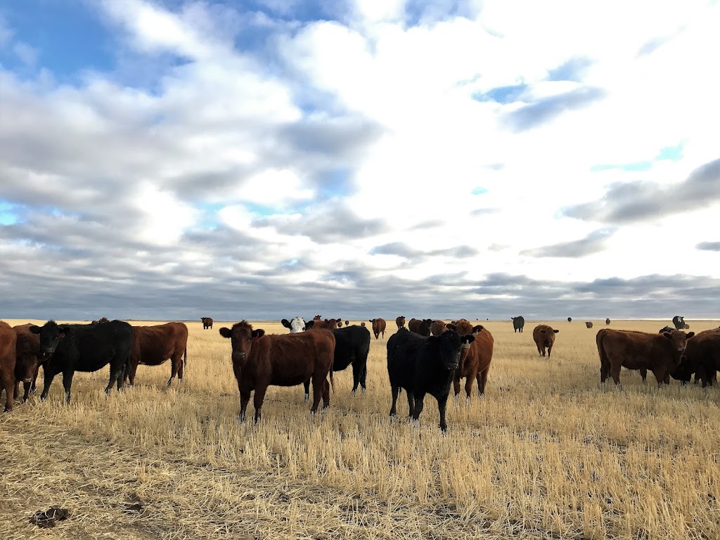 Gopherbroke Ranching | 14 Red Angus Avenue, Pollockville, AB T0J 2L0, Canada | Phone: (403) 566-2341