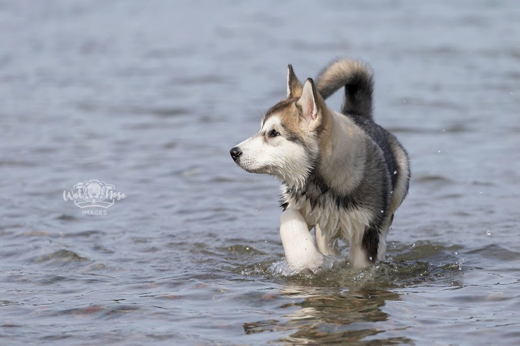 NovaMal Alaskan Malamutes | 12 Atlantic View Dr, Lawrencetown, NS B2Z 1R4, Canada | Phone: (902) 441-1981
