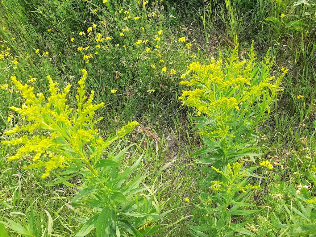 Nipigon River Adventures | 17 ON-628, Red Rock, ON P0T, Canada | Phone: (807) 621-6342