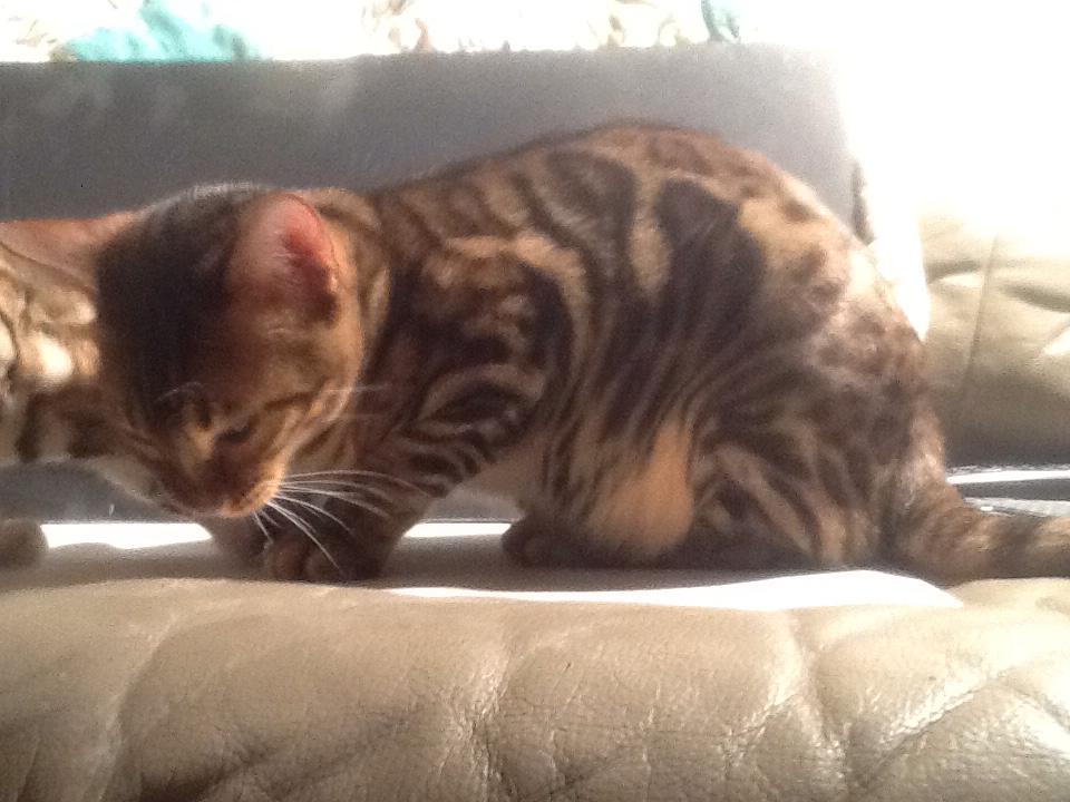 Bengal Marland Cattery | 825/92 Dundalk Dr, London, ON N6C 3V6, Canada | Phone: (226) 777-4287