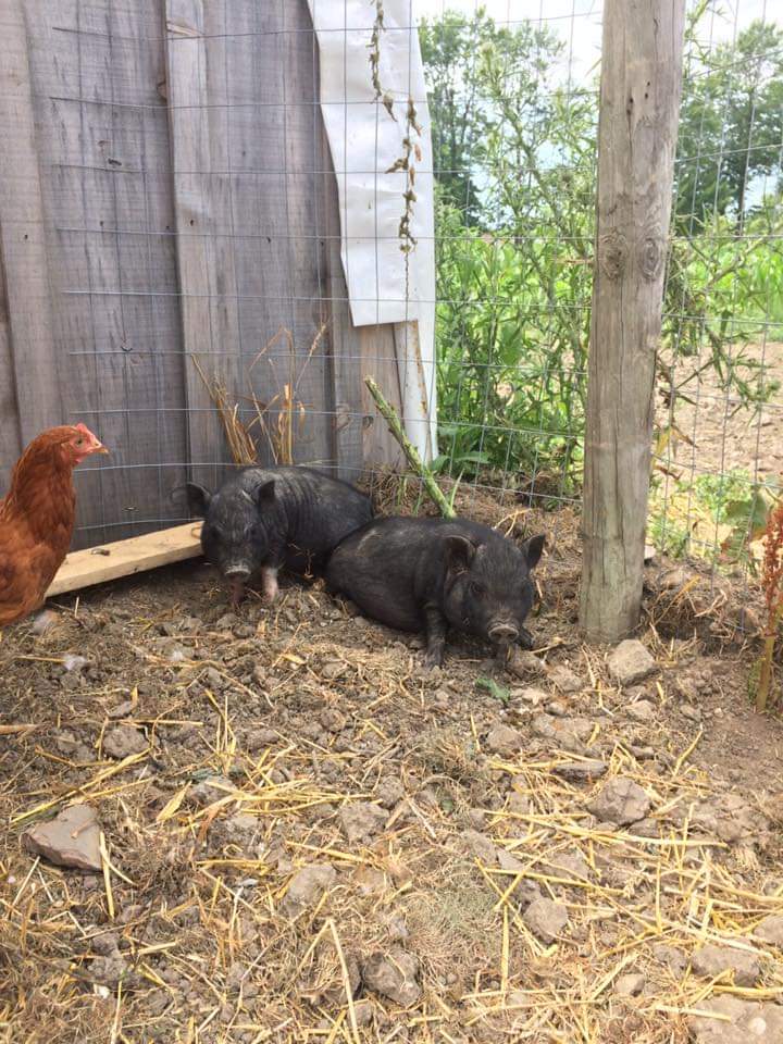 Maillouxs Farm Fresh | 500 Alma St, Amherstburg, ON N9V 2Y9, Canada | Phone: (519) 819-6192