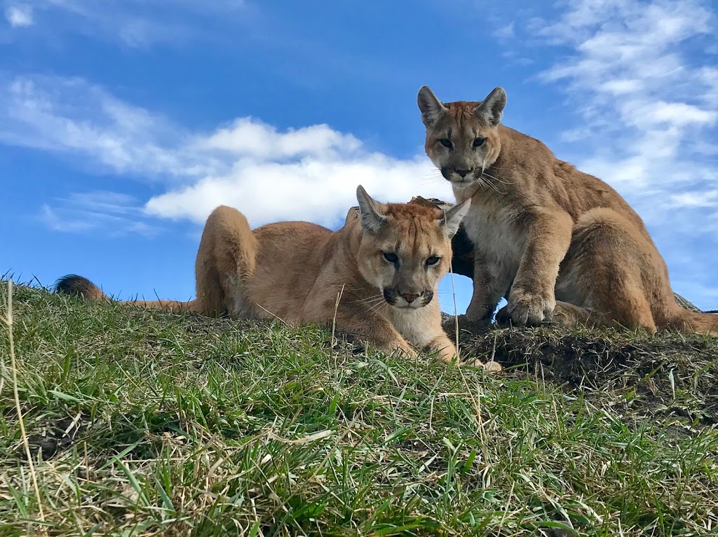Discovery Wildlife Park & Campground | 5400 42 Ave, Innisfail, AB T4G 1P9, Canada | Phone: (403) 227-3211