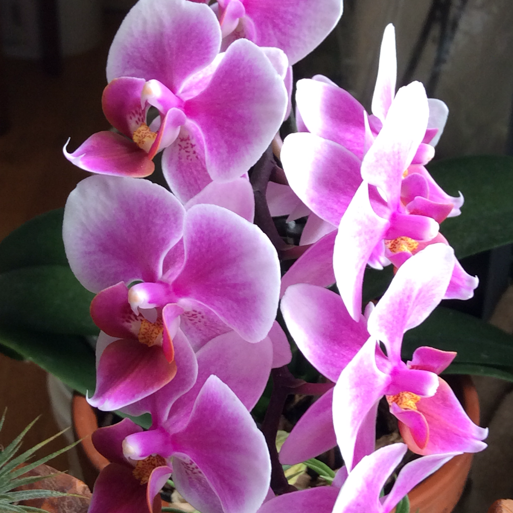 Dre ELisabeth Joly Psychologue/Psychologist | 36 Crownhill St, Gloucester, ON K1J 7K6, Canada | Phone: (613) 747-8935