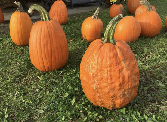 Farrells Pick Your Own | 1347 Concession 12, Ripley, ON N0G 2R0, Canada | Phone: (705) 879-5552