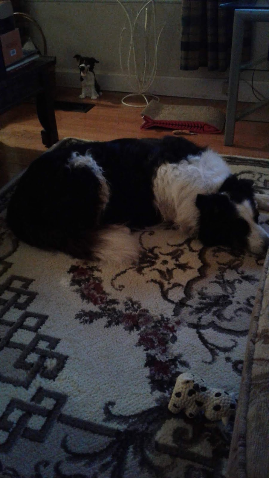 Campbellford Veterinary Services | 176 Bridge St W, Campbellford, ON K0L 1L0, Canada | Phone: (705) 653-2750