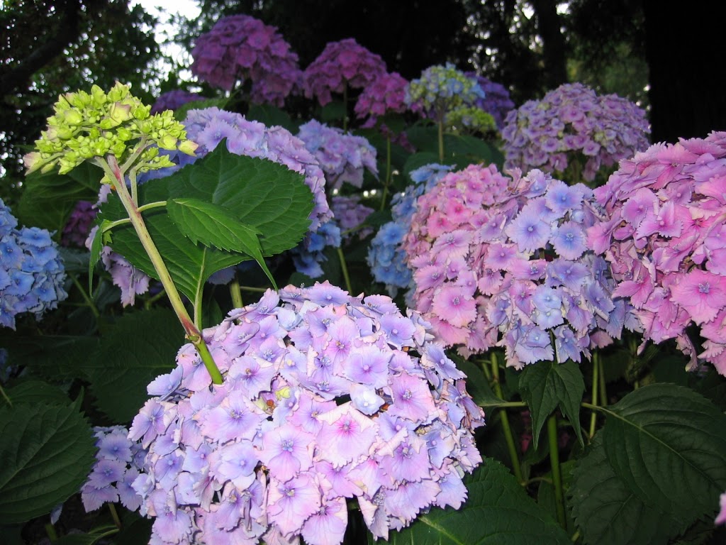 Italian Garden | Brentwood Bay, BC V8M 1J8, Canada