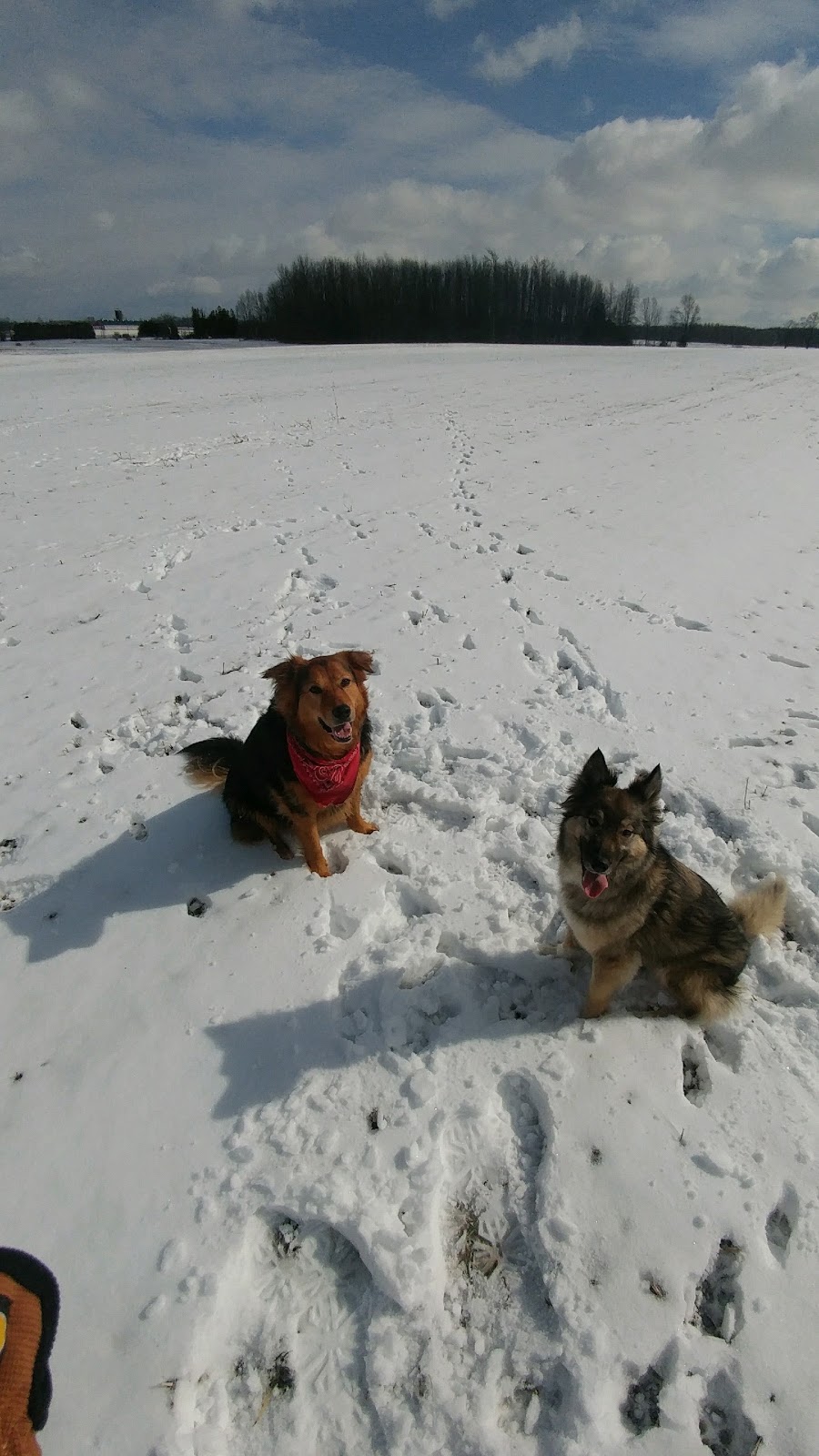 Westmount Animal Hospital | 1415 Huron Road, Unit 206, Kitchener, Ontario, N2R 0L3, Canada | Phone: 519-569-7902
