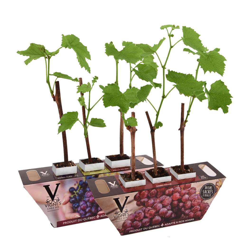 Vignes Chez Soi | 152 Chemin Milton, Granby, QC J2J 0P2, Canada | Phone: (450) 775-0482