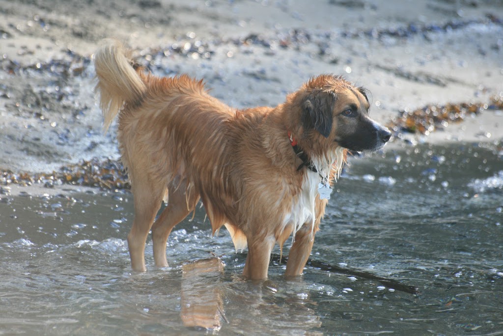 VCA Canada Blueridge-Cove Animal Hospital | 165 Riverside Dr W, North Vancouver, BC V7H 1T6, Canada | Phone: (604) 929-3491