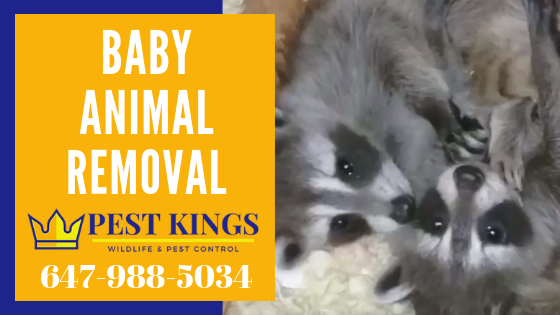 Pest Kings Wildlife & Pest Control | 30 Alphonsus Ct, Tottenham, ON L0G 1W0, Canada | Phone: (905) 406-0547