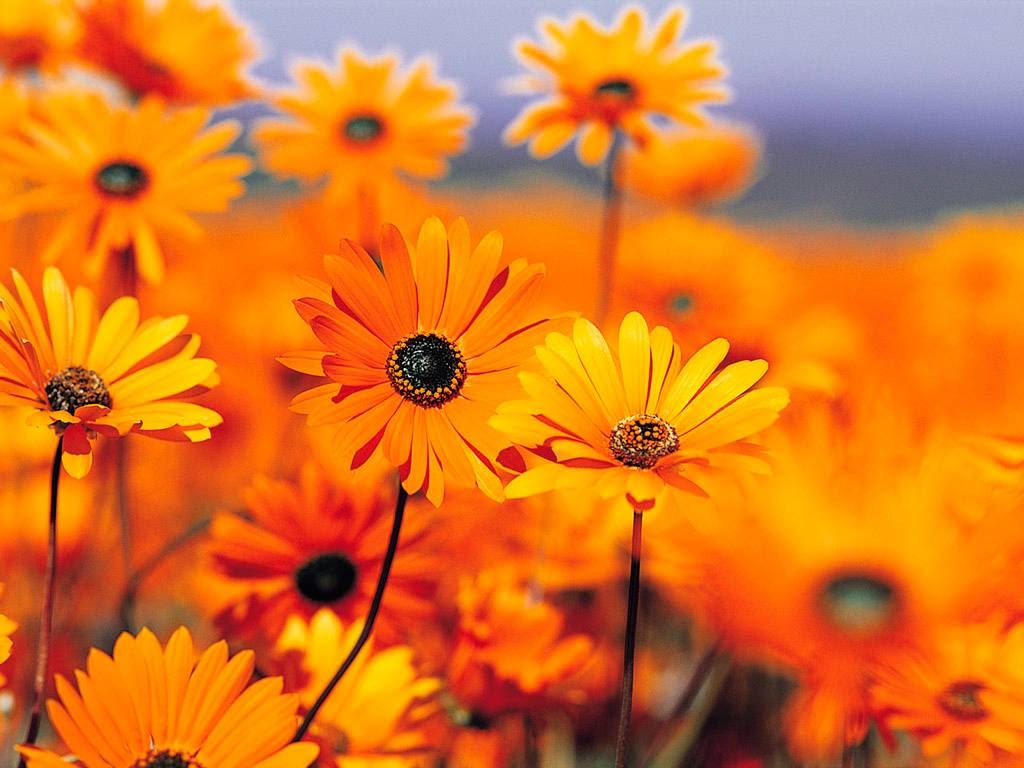 Lynden Vision Clinic | 201 19th St, Lynden, WA 98264, USA | Phone: (360) 354-2222