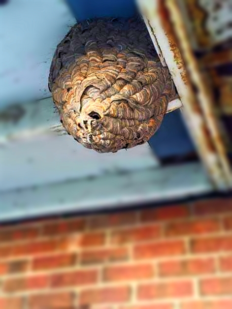 SOS Extermination - Exterminateur de Punaises Coquerelles Fourmi | 3665 Avenue Ridgewood #508, Montréal, QC H3V 1B4, Canada | Phone: (514) 501-2076