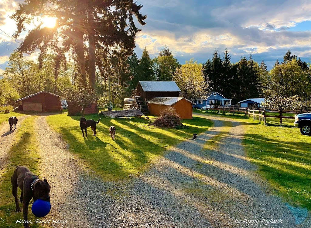 Source K9 Dog Training and Rehabilitation | 4990 Wilson Rd, Duncan, BC V9L 6L5, Canada | Phone: (250) 216-1462