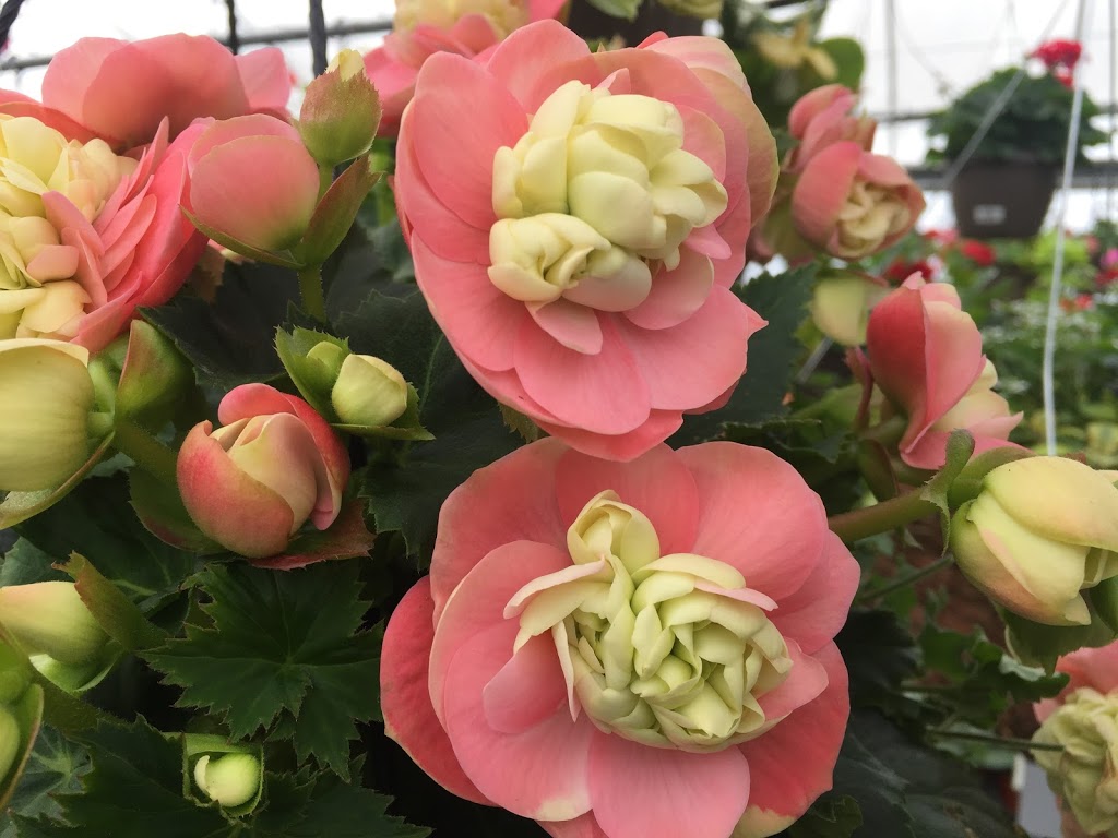 Lucan Country Gardens | 34603 Richmond St, Lucan, ON N0M 2J0, Canada | Phone: (519) 227-1716