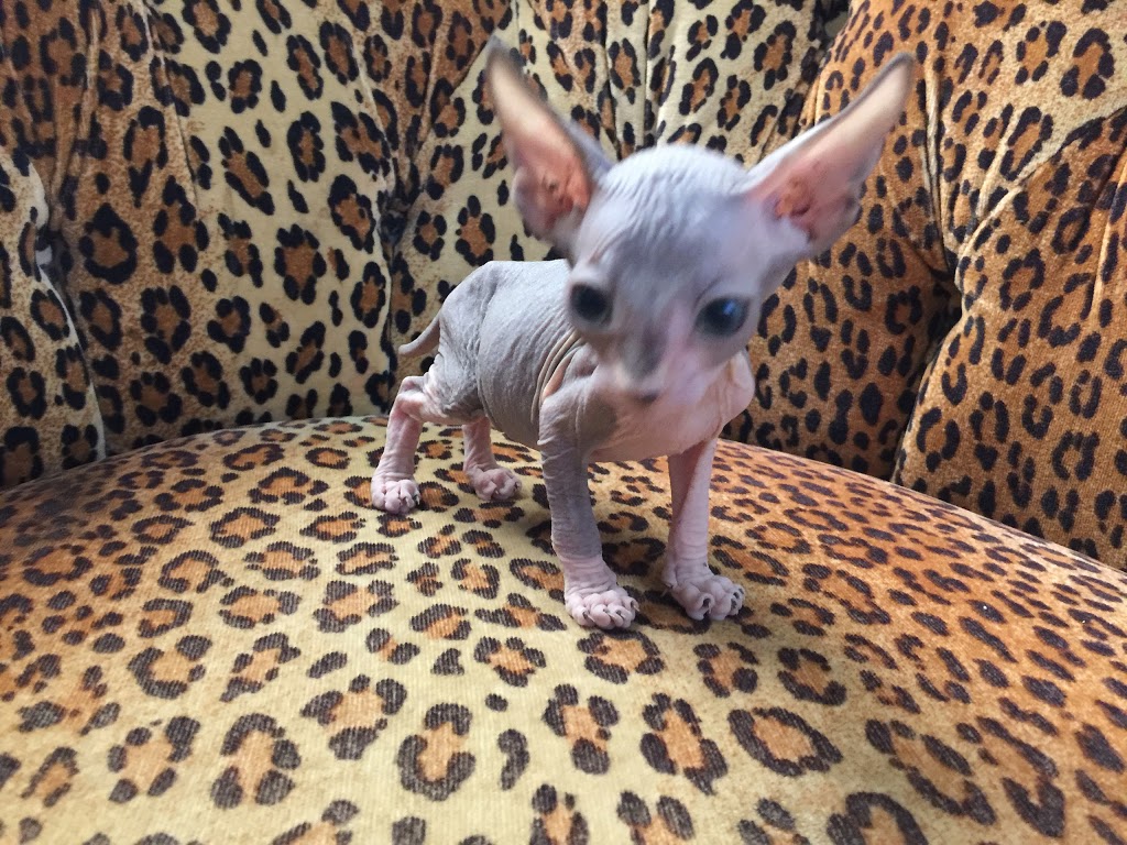 Sphynx Canada Cattery | 1439 S Cameron Blvd, Windsor, ON N9B 3C8, Canada | Phone: (519) 791-7922
