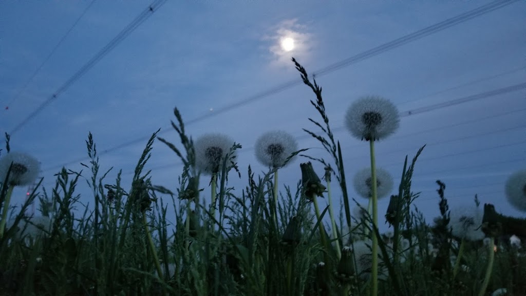 Jeux deau - Parc Achille-Fortier | 1507 36e Avenue, Pointe-aux-Trembles, QC H1A 5E2, Canada