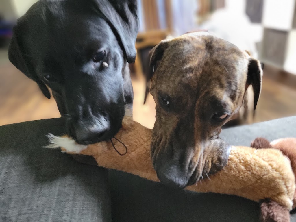 Big Puppy love | 313 Percy St, Waubaushene, ON L0K 2C0, Canada | Phone: (416) 697-8330
