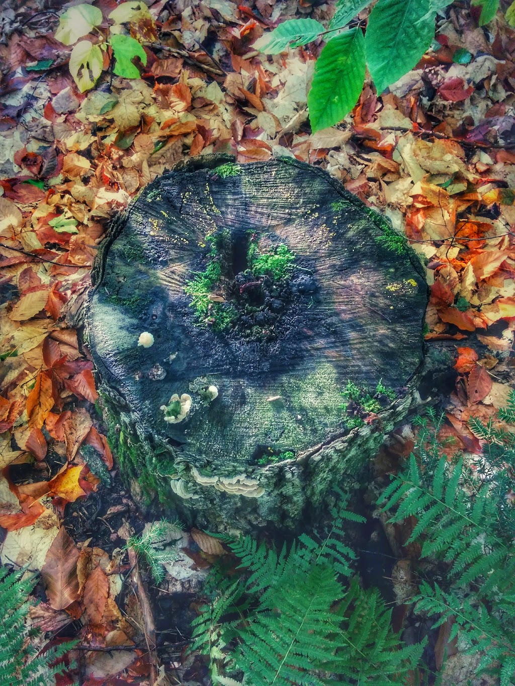 Circuit of Five Viewpoints Trailhead | 2029 Little Hawk Lake Rd, Algonquin Highlands, ON K0M 1J2, Canada | Phone: (705) 766-9033