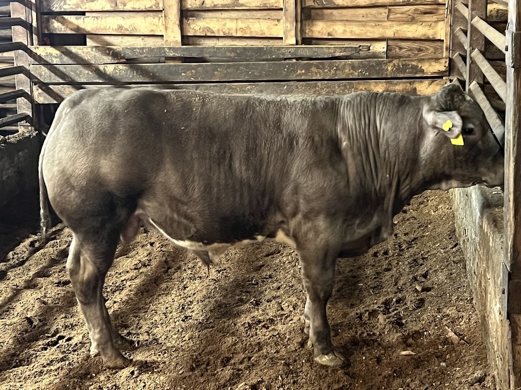 Holstock Farms LTD | 89615 Howick Minto Townline, Harriston, ON N0G 1Z0, Canada | Phone: (519) 580-1323