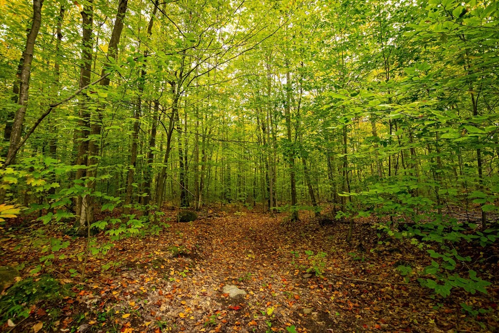 Alive Wilderness Retreat | 3384 Beechwood Dr, Coldwater, ON L0K 1E0, Canada | Phone: (905) 715-5692