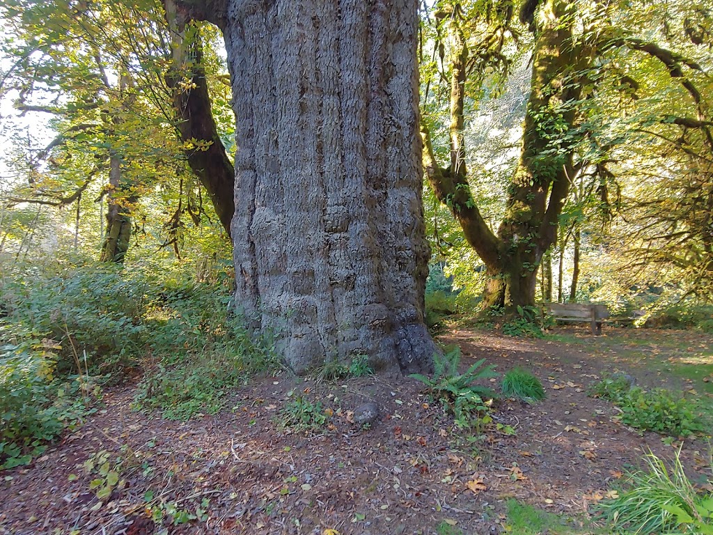 San Juan River Campsite | Juan de Fuca, BC V0S, Canada | Phone: (250) 701-1976
