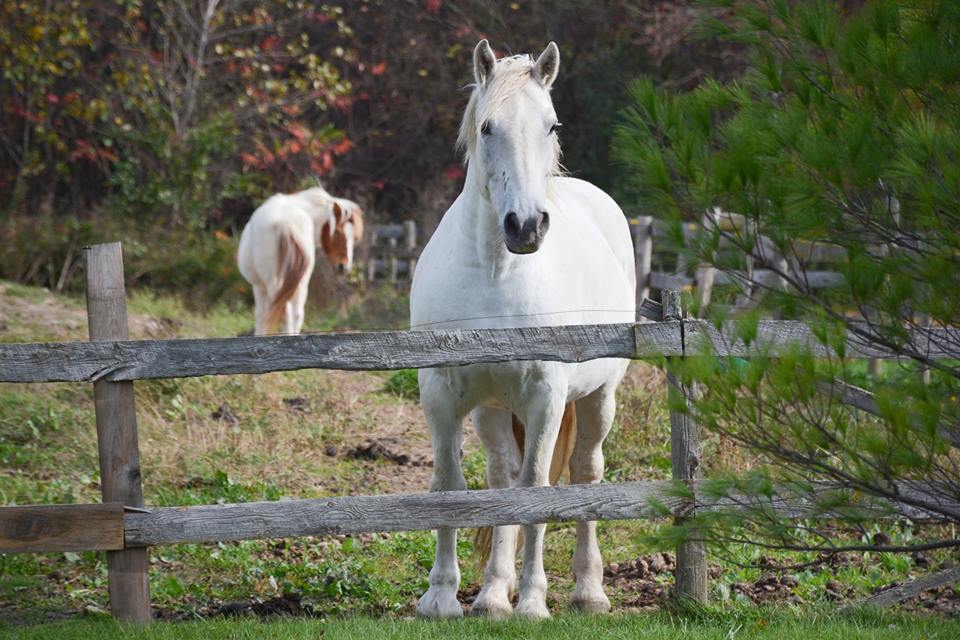 Humphreys Acres | 133 Rue Naedler, Saint-Bernard-de-Lacolle, QC J0J 1V0, Canada | Phone: (514) 603-8771