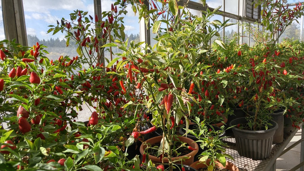 Four Seasons Garden Centre | 2160 Albion Rd, Etobicoke, ON M9W 6P4, Canada | Phone: (416) 675-1041