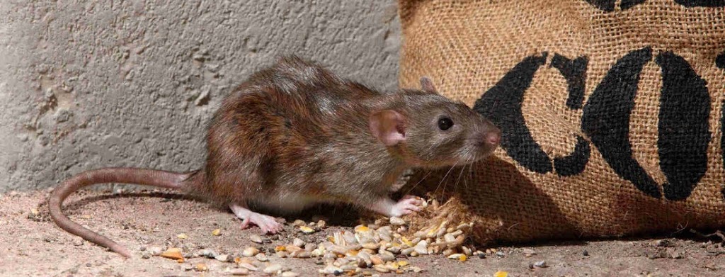 Reliable Pest Control | 1730 McPherson Ct, Pickering, ON L1W 3E6, Canada | Phone: (888) 831-2727