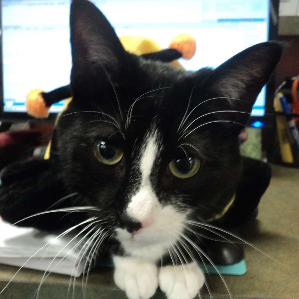 Hôpital vétérinaire Nation Veterinary Hospital | 100 Lafleche Blvd, Casselman, ON K0A 1M0, Canada | Phone: (613) 764-1234