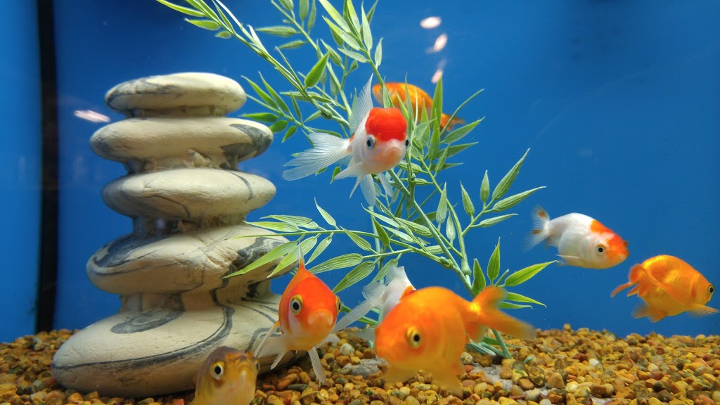 PetSmart | 655 Fairway Rd S, Kitchener, ON N2C 1X4, Canada | Phone: (519) 748-1889