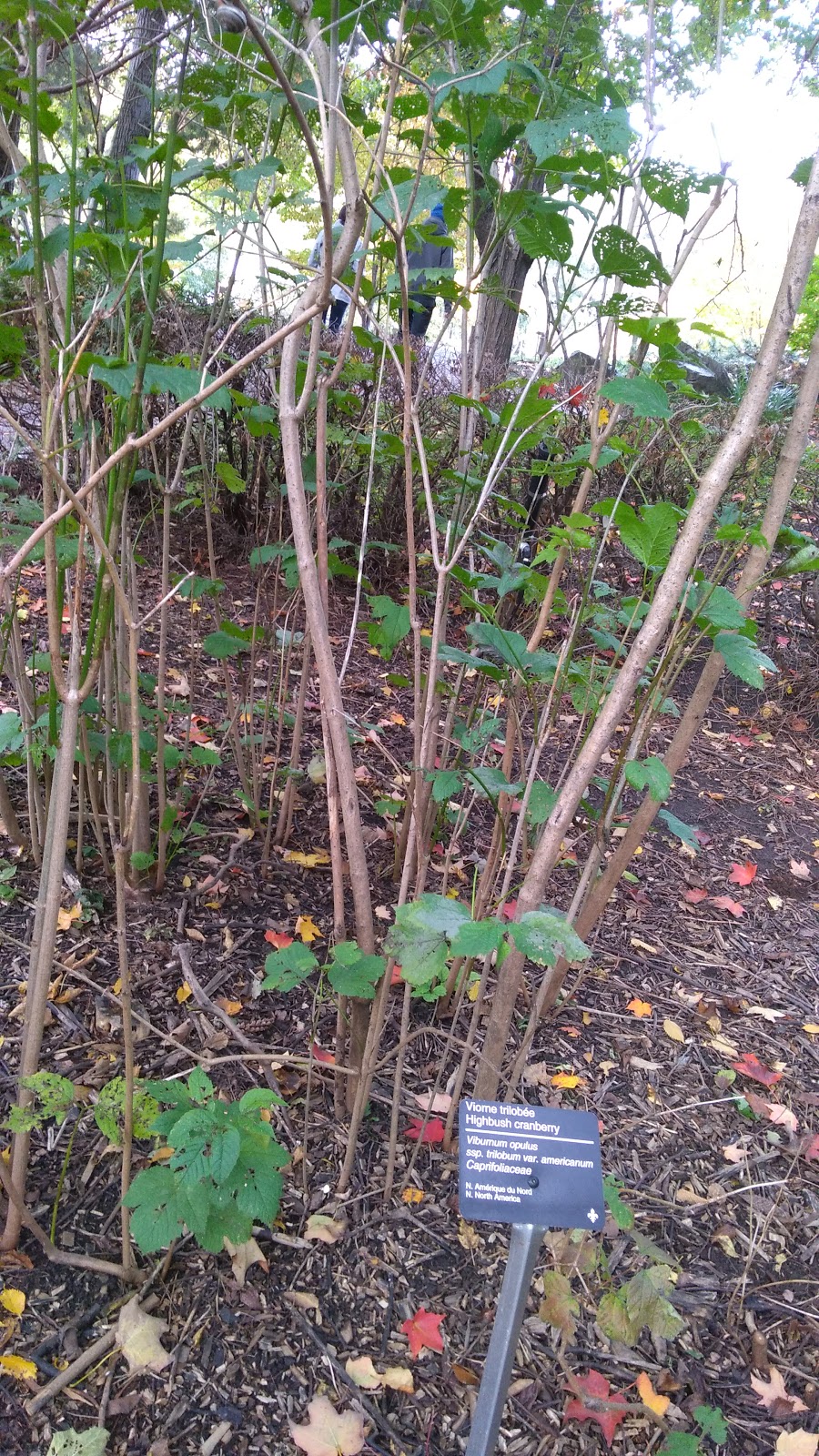 Medicinal Plants Garden | Rosemont-La Petite-Patrie, Montreal, QC H1X 2B2, Canada