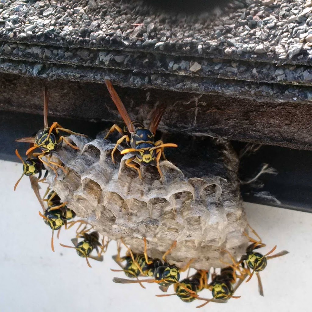 Lake Country Pest Control / Kelowna - Vernon | 11159 Pretty Rd, Lake Country, BC V4V 1H6, Canada | Phone: (250) 808-3552