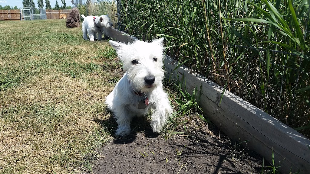 Escape to the Country Dog & Cat Boarding Kennels | Range Road 21, Okotoks, AB T1S 1A1, Canada | Phone: (403) 618-0760