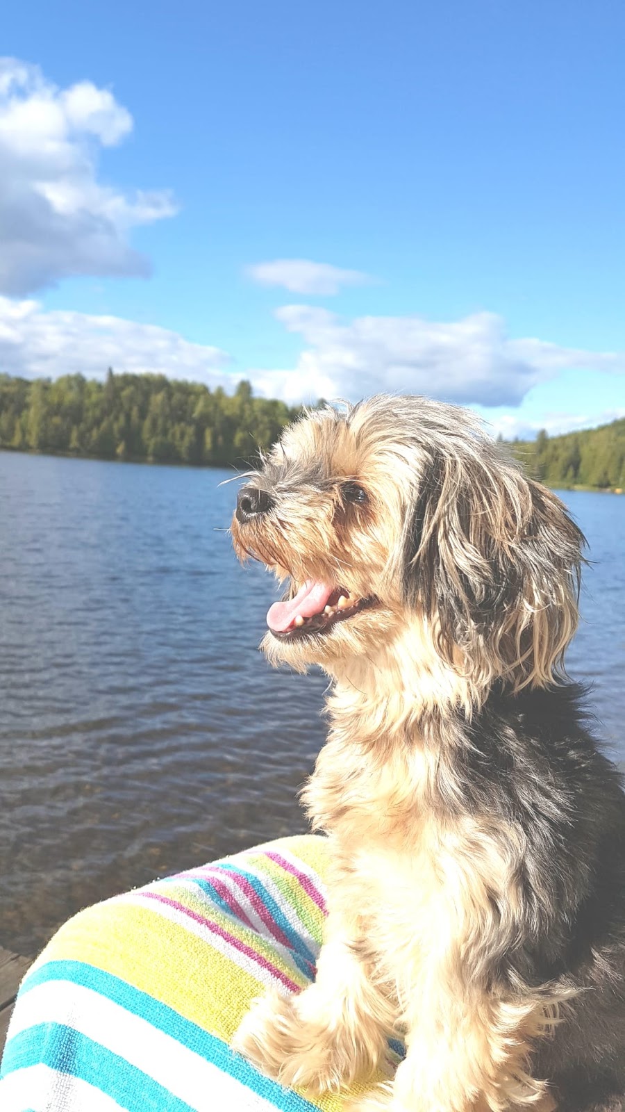Niagara Dog Training | 32 Lakeshore Rd, St. Catharines, ON L2N 2S9, Canada | Phone: (289) 401-8884