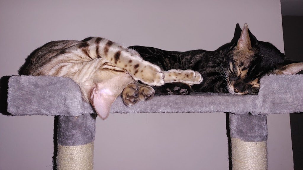 KW Bengals | Alison Ave, Cambridge, ON N1R 1N2, Canada | Phone: (519) 778-9502