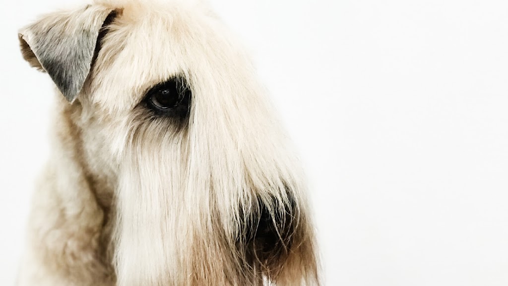 Babettes Barber - Dog Grooming | 459 Marine Dr, Gibsons, BC V0N 1V9, Canada | Phone: (604) 886-3507