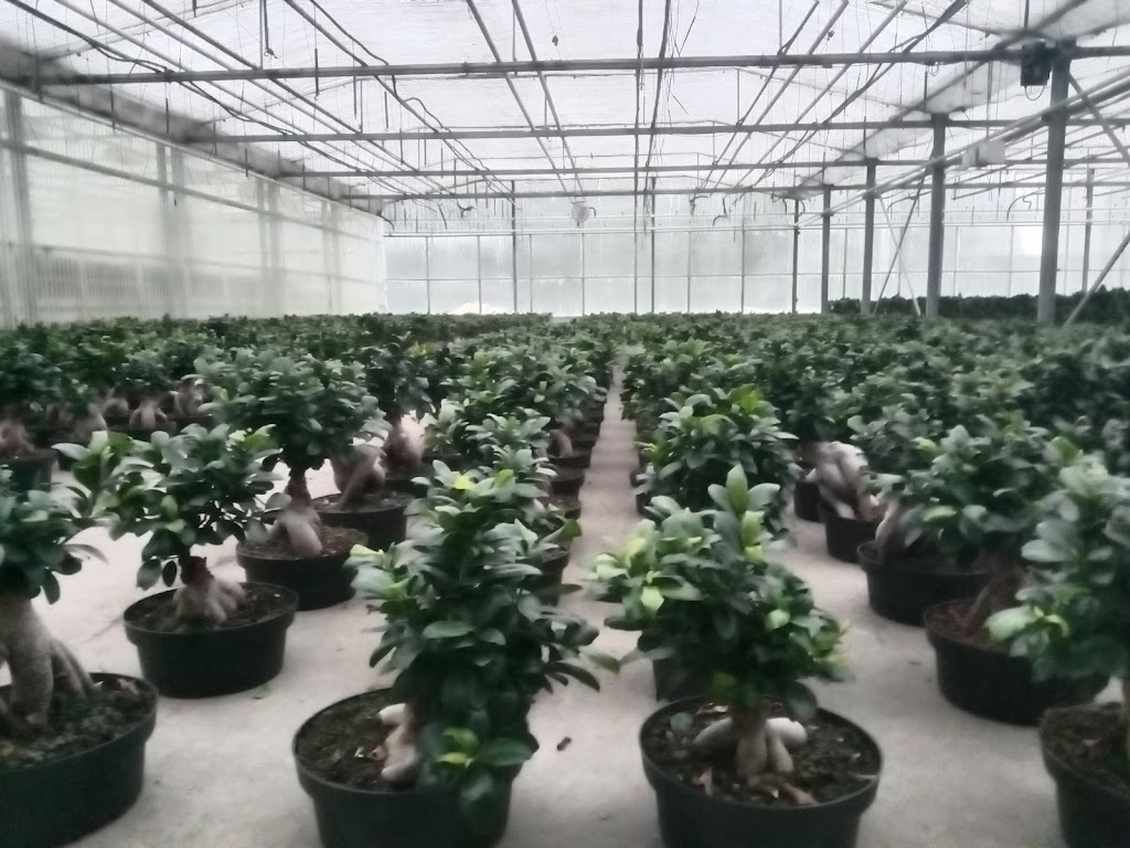 Rosedale Greenhouses Ltd | 50935 Wilbourn Rd, Rosedale, BC V0X 1X0, Canada | Phone: (604) 858-8100