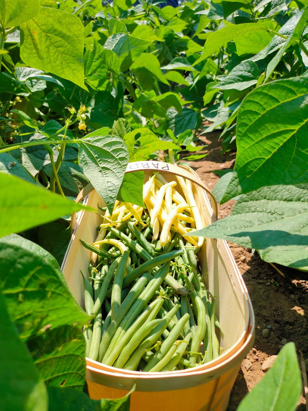 Pardos Berrie Farm | 7951 Talbot Trail, Blenheim, ON N0P 1A0, Canada | Phone: (519) 676-2008