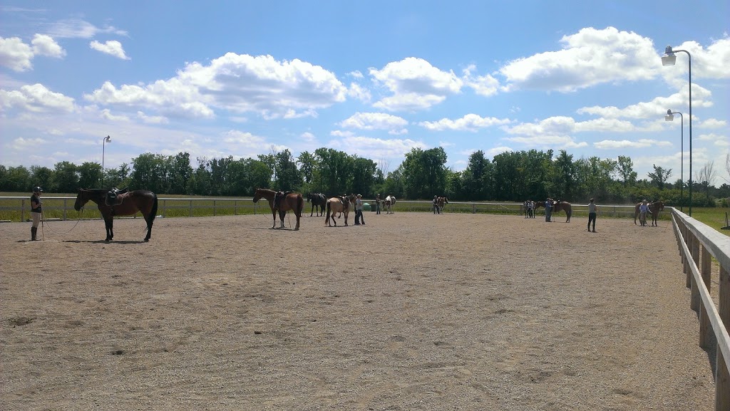 Black Bay Horse Farm | 250 Chemin de la Baie, Luskville, QC J0X 2G0, Canada | Phone: (819) 665-3614