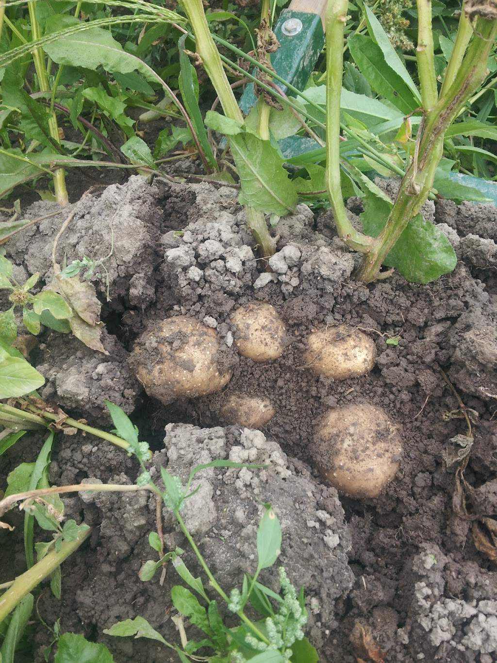 Mikes Garden Harvest | 436 River Rd, Gloucester, ON K1V 1E7, Canada | Phone: (613) 314-3104