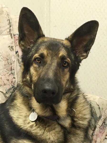 Irricana Kountry Kennel | Box 744, Irricana, AB T0M 1B0, Canada | Phone: (403) 970-4400