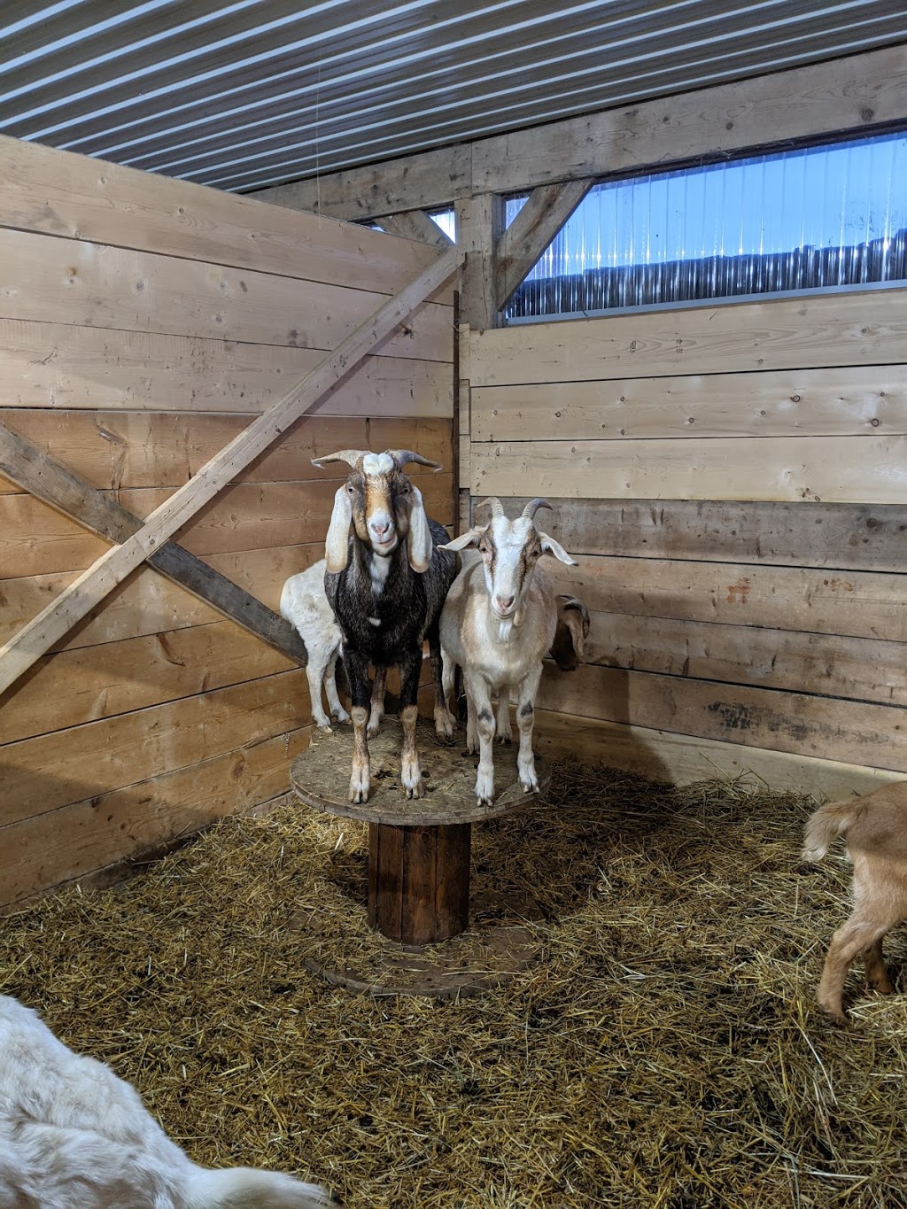 Riverside oasis farm | 6696 Canborough Rd, Wellandport, ON L0R 2J0, Canada | Phone: (289) 442-5733