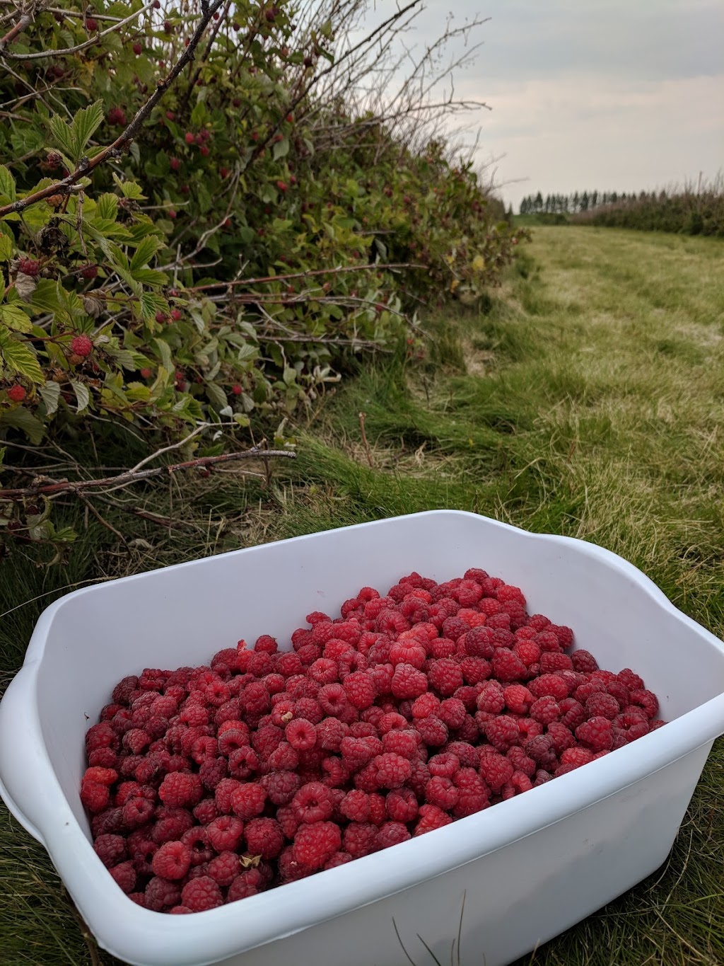 Pleasant View U Pick Berries | Site 2 Comp 6 RR#1, Crossfield, AB T0M 0S0, Canada | Phone: (403) 946-5400