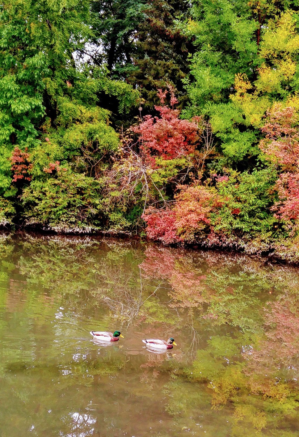 Barrhill Pond | 601 Barrhill Rd, Vaughan, ON L6A 1M8, Canada