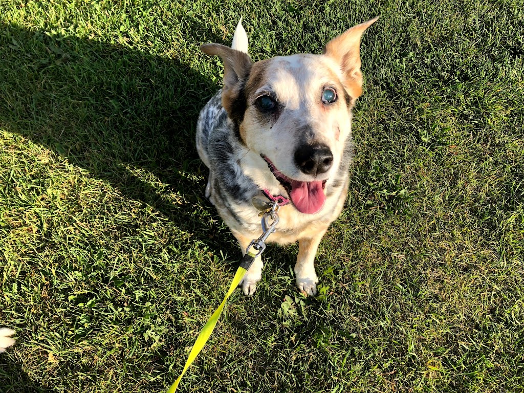 Happy at Home Pet Sitting | 67 Foxhaven Way, Sherwood Park, AB T8A 6N4, Canada | Phone: (780) 668-8890