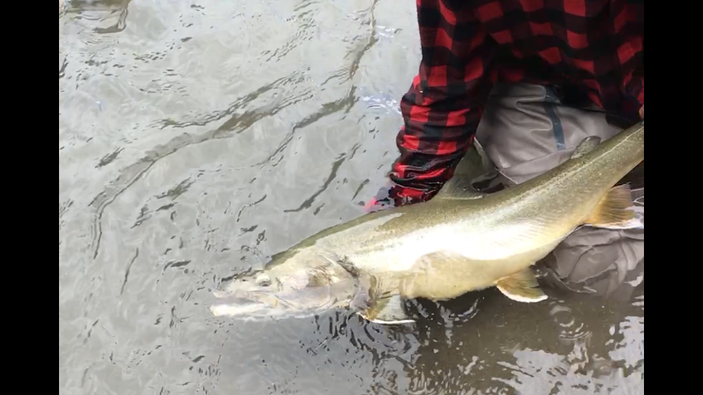 Alberta Fly Fishing Adventures | 8301 20 Ave, Coleman, AB T0K 0M0, Canada | Phone: (403) 563-8510