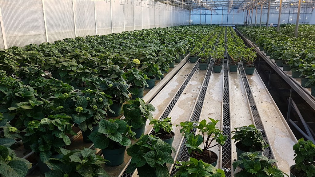 Kamps Hydrangea Inc | 4304 Twenty-Third St, Vineland Station, ON L0R 2E0, Canada | Phone: (905) 562-4568
