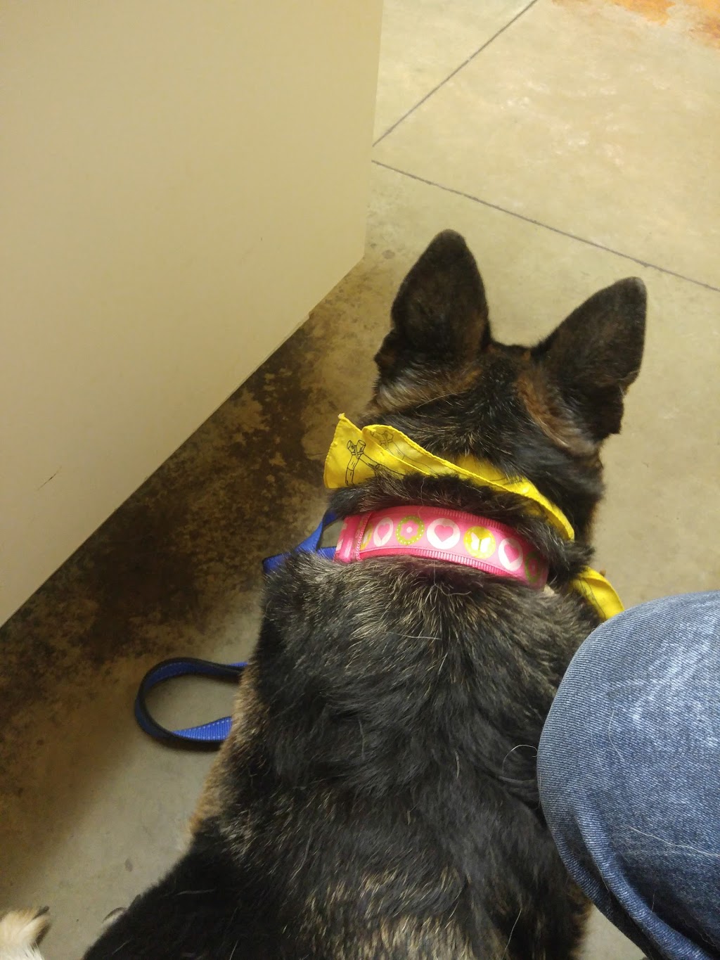 Victoria Road Animal Hospital | 222 Victoria Rd S, Guelph, ON N1E 5R1, Canada | Phone: (519) 763-9990