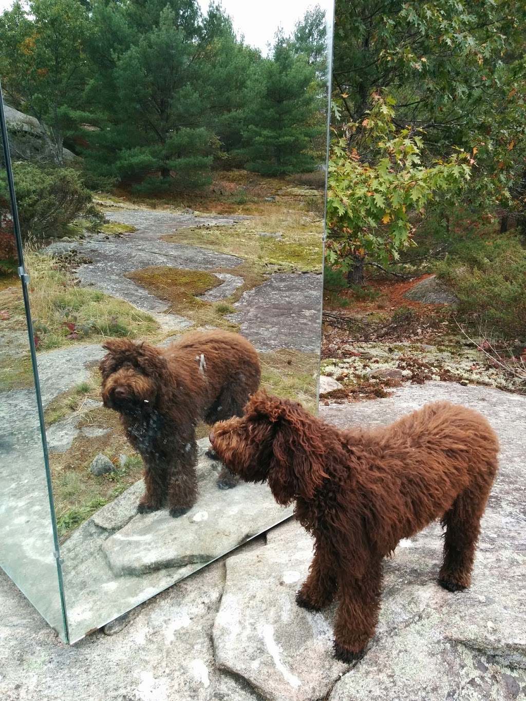 The Tree Museum | 1634 Doe Lake Rd, Gravenhurst, ON P1P 1R3, Canada